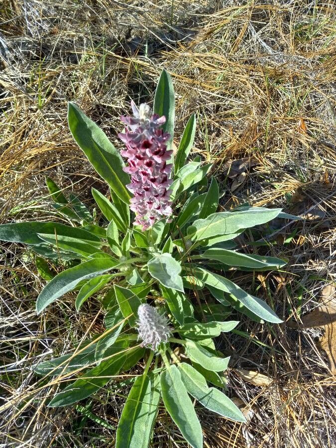 Lupinus villosus flower