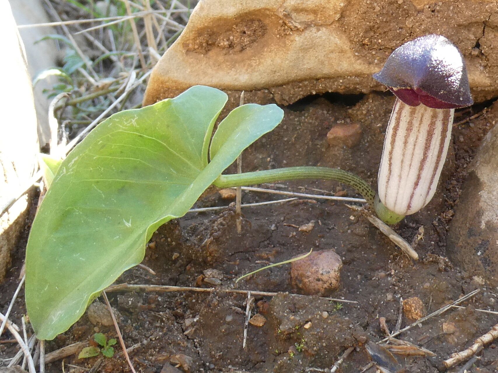 Arisarum simorrhinum leaf