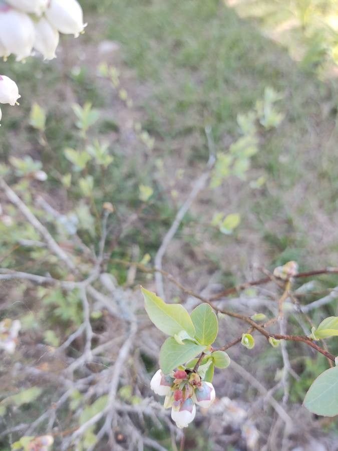Vaccinium virgatum leaf