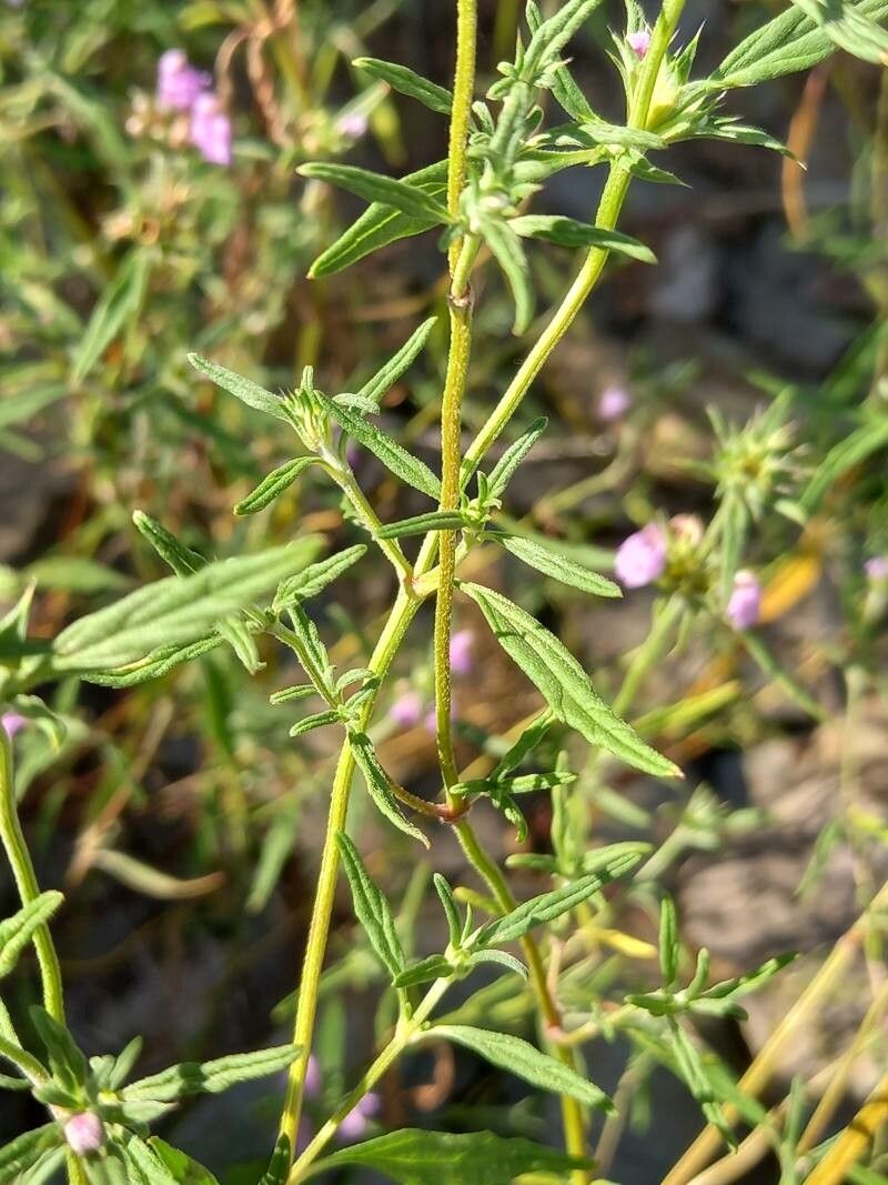 Galeopsis angustifolia leaf