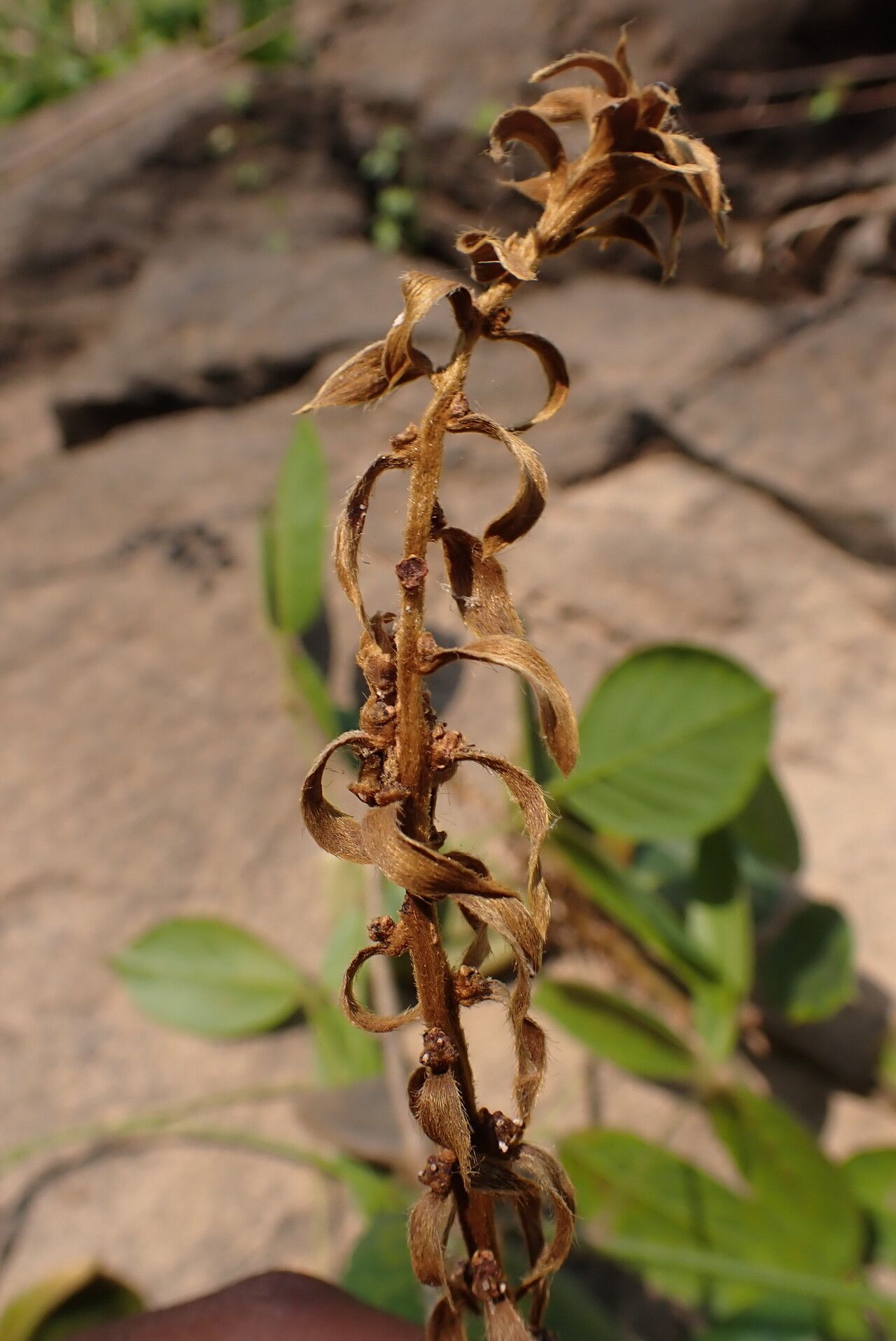 Dioclea hexandra fruit