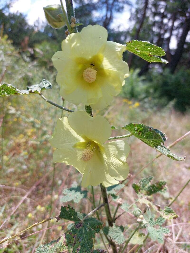 Alcea rugosa flower