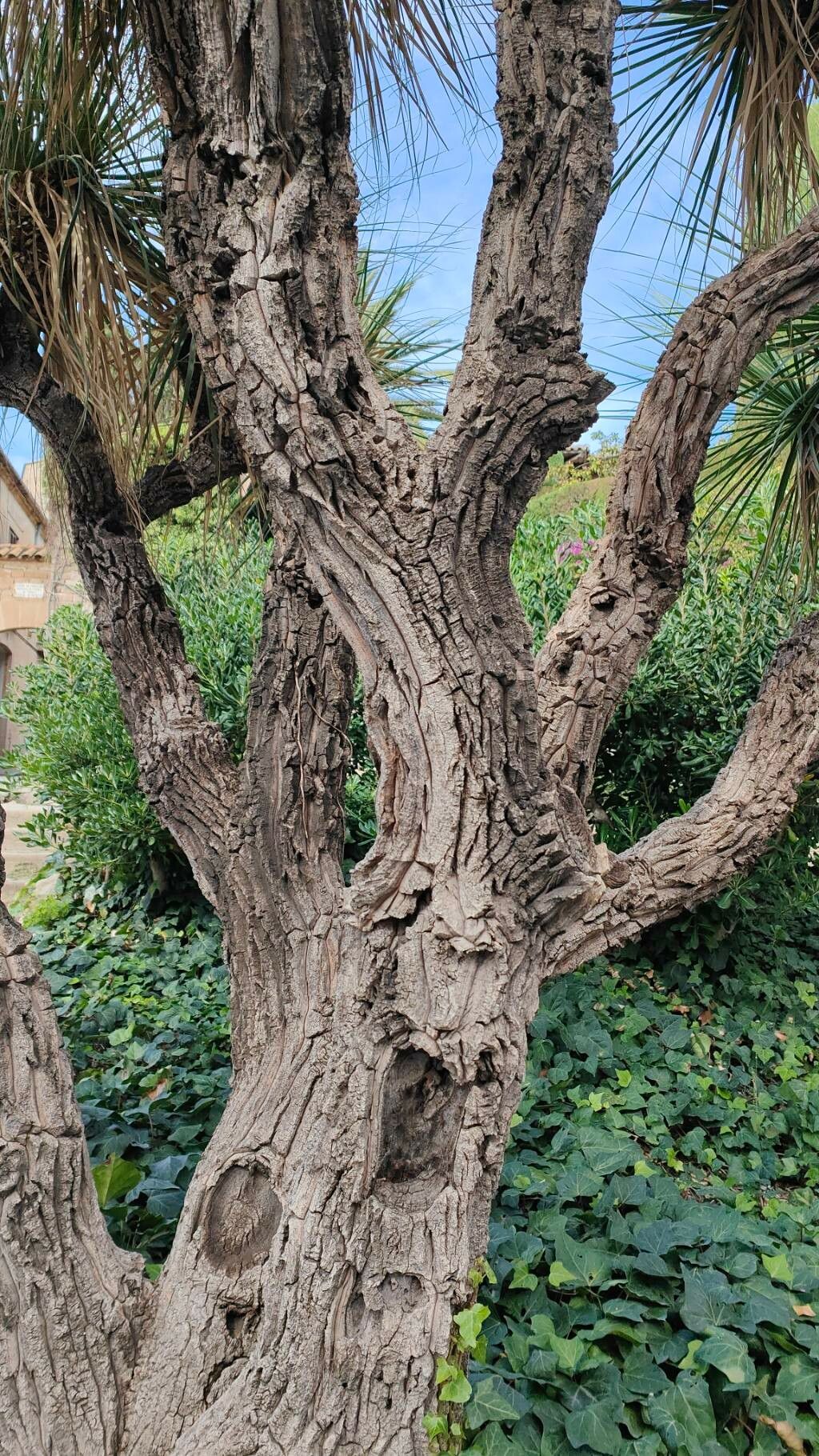 Nolina beldingii bark