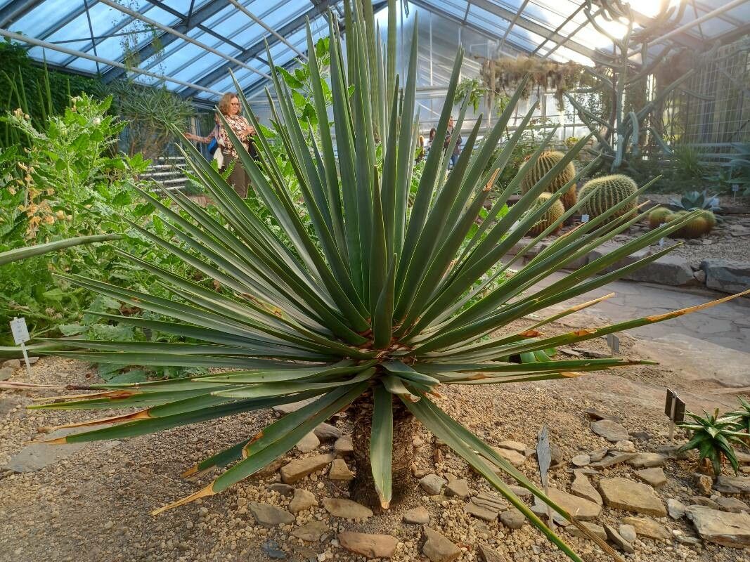 Dracaena cinnabari habit