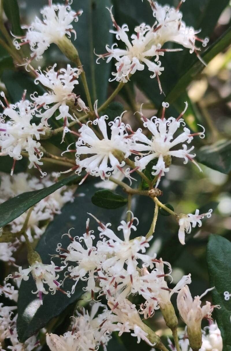 Vernonanthura puberula flower