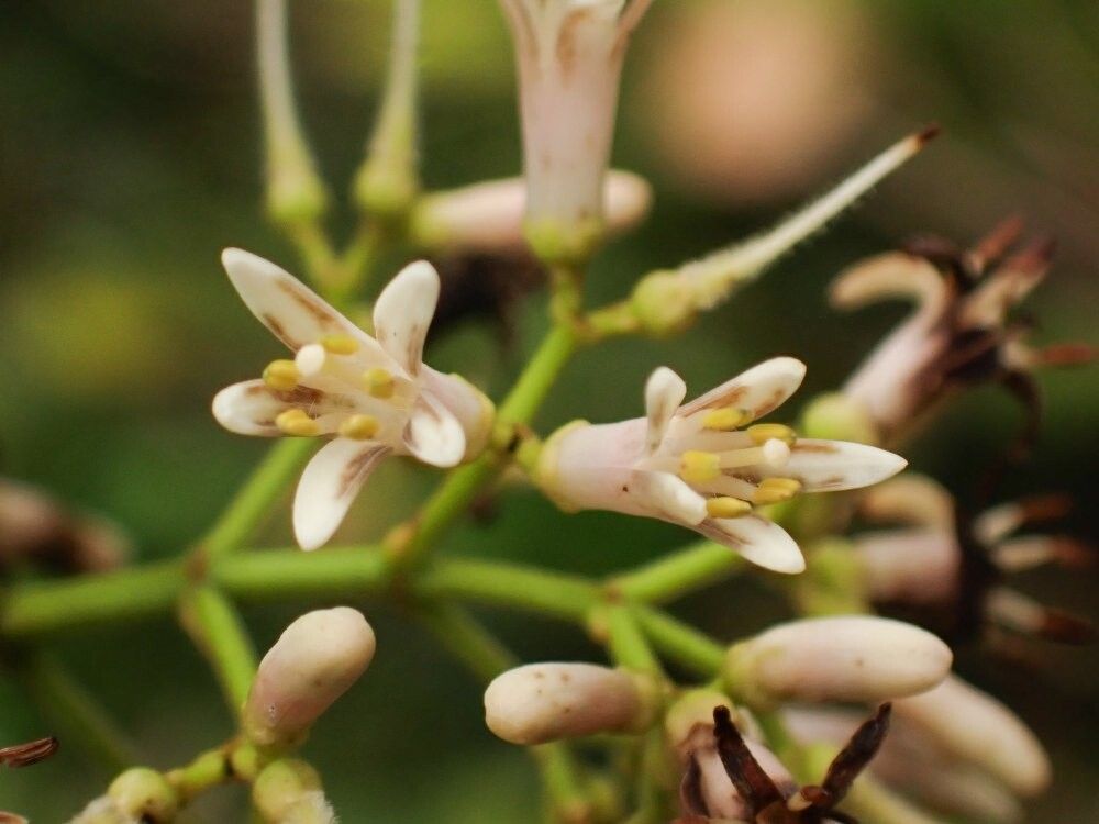 Strychnos scheffleri — houseplant care guide