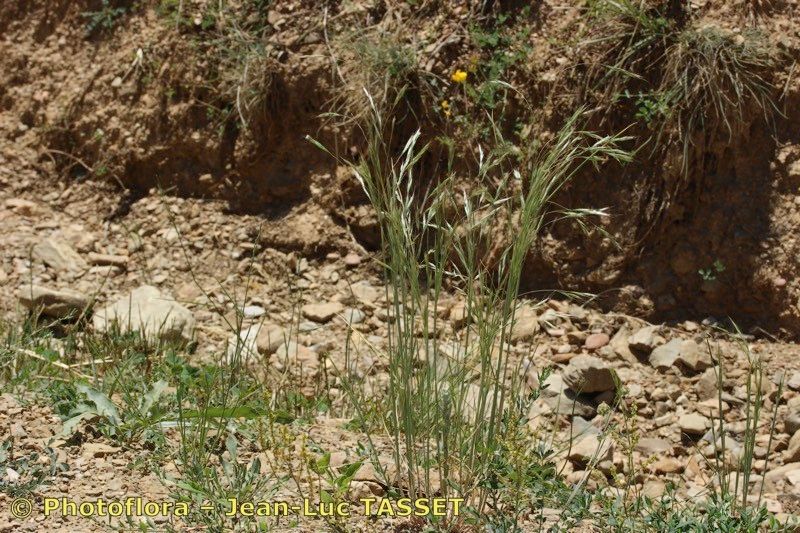 Ventenata dubia habit