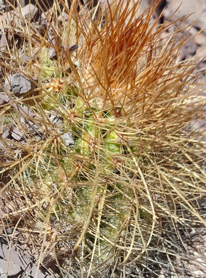 Parodia aureicentra bark
