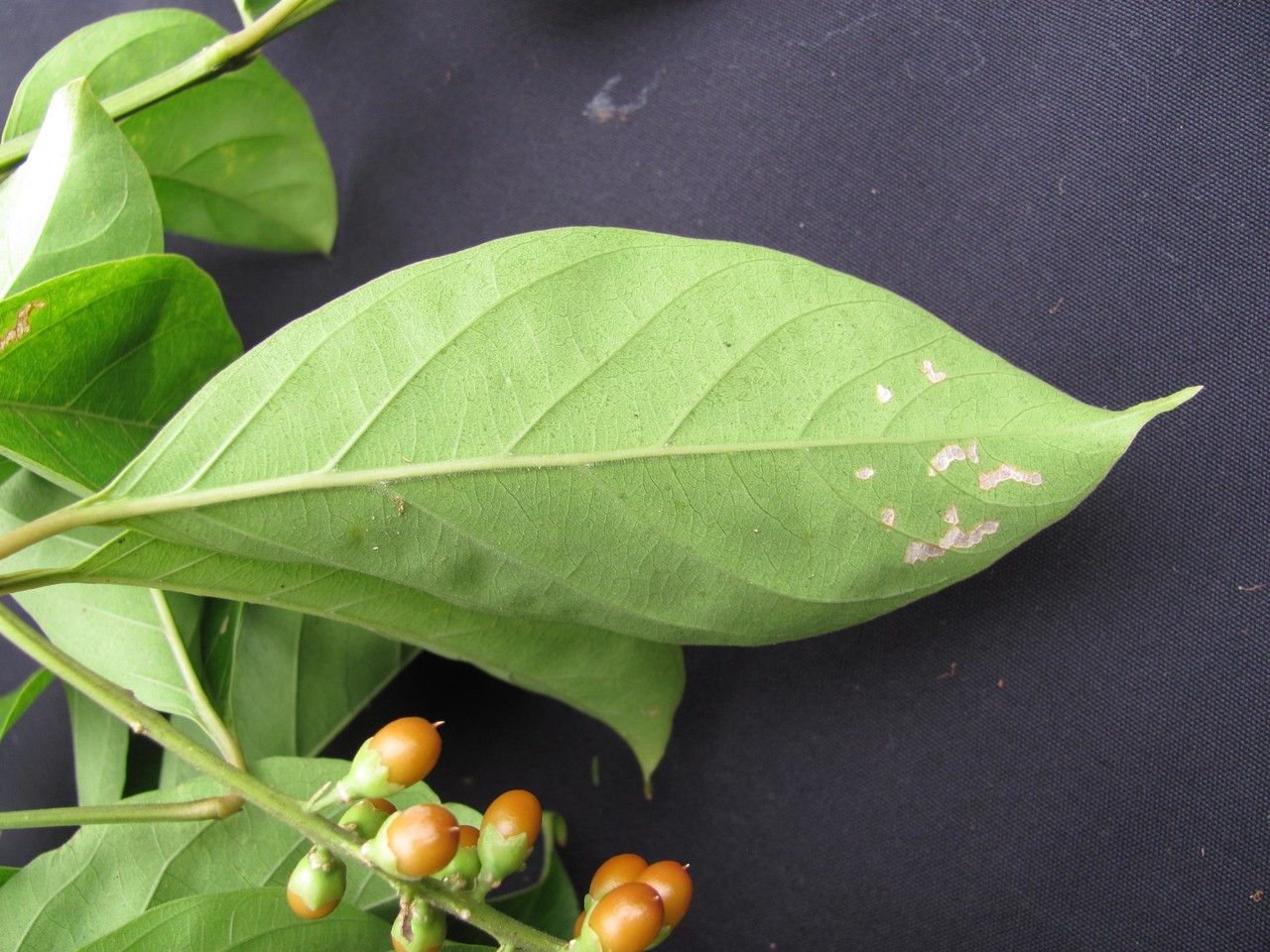 Citharexylum cooperi leaf
