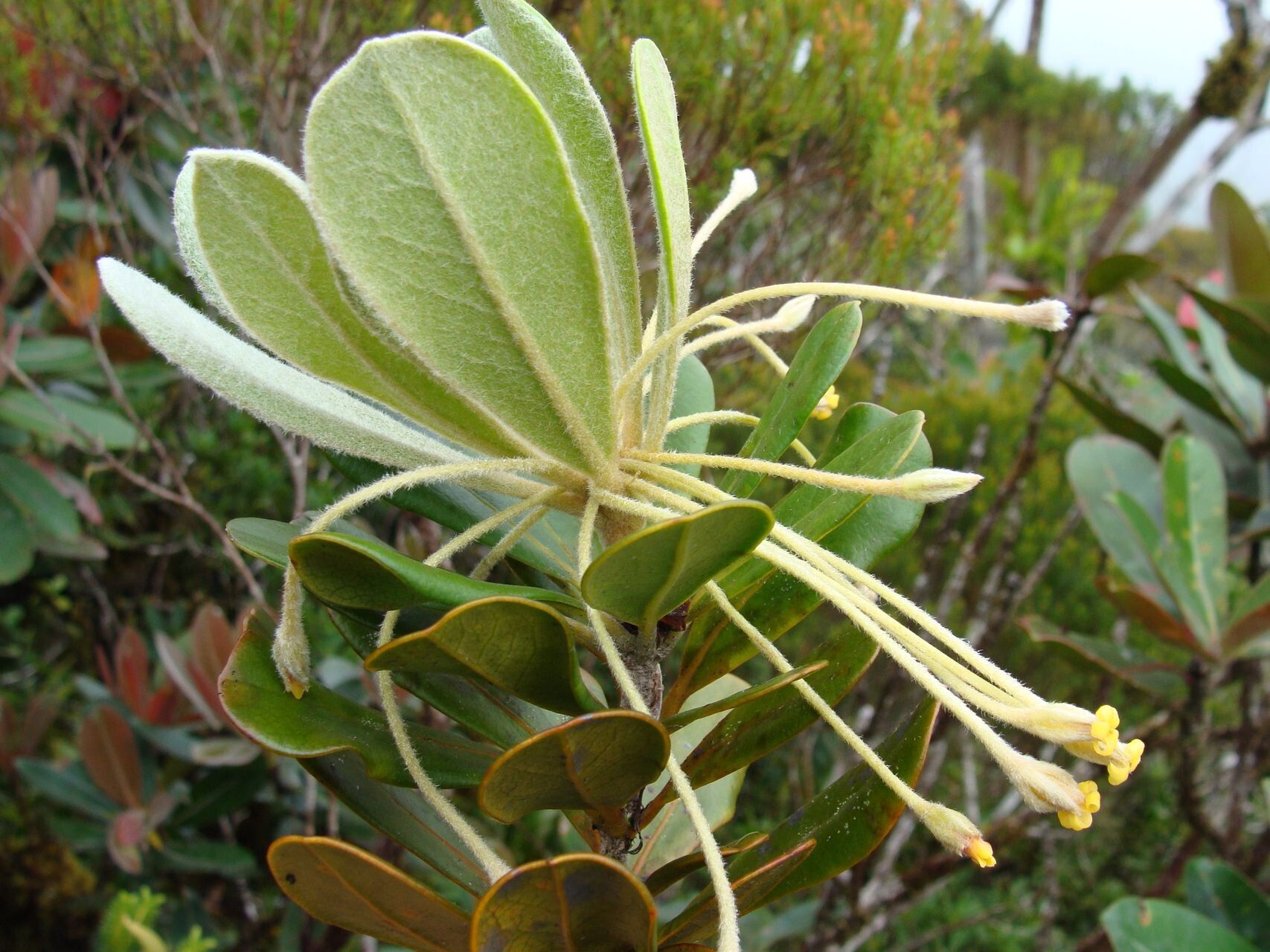 Pittosporum lanipetalum other