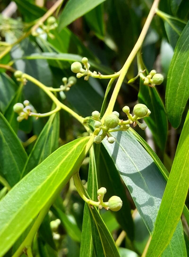 Quillaja lancifolia other