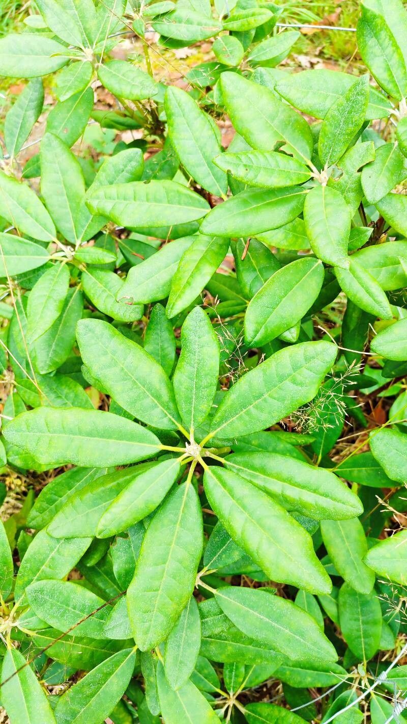 Rhododendron smirnowii leaf