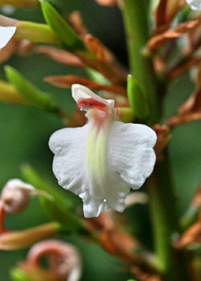 Alpinia caerulea flower