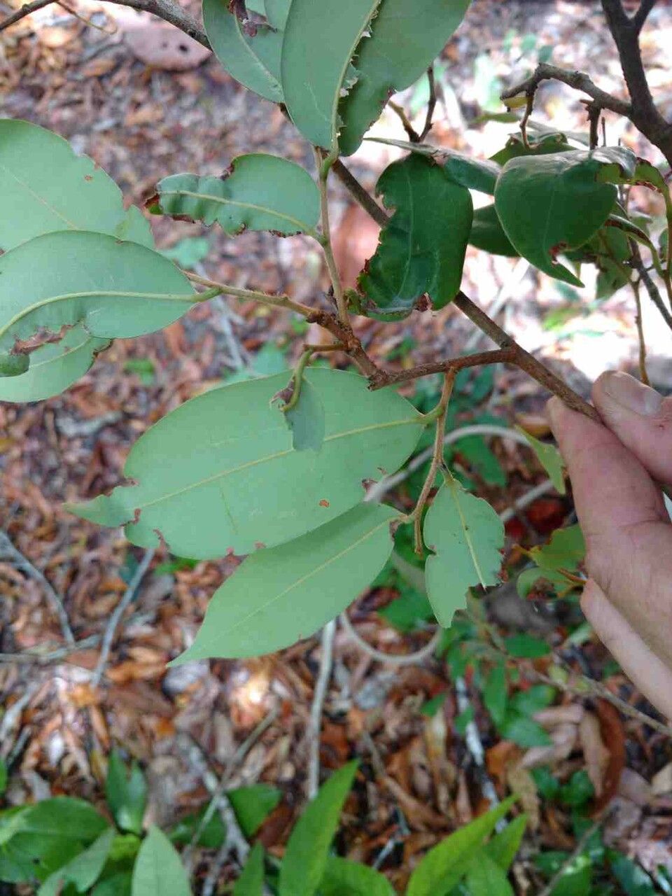 Xylopia ochrantha leaf