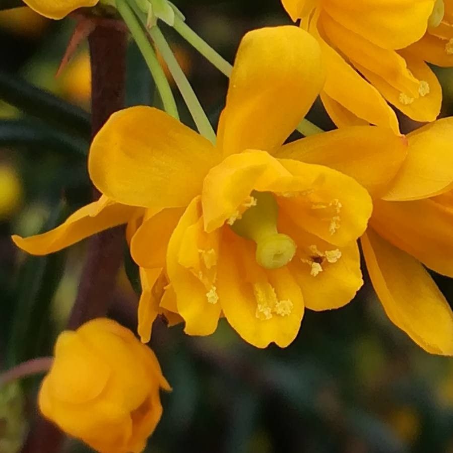 Berberis soulieana flower