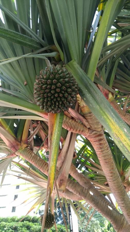 Pandanus utilis fruit