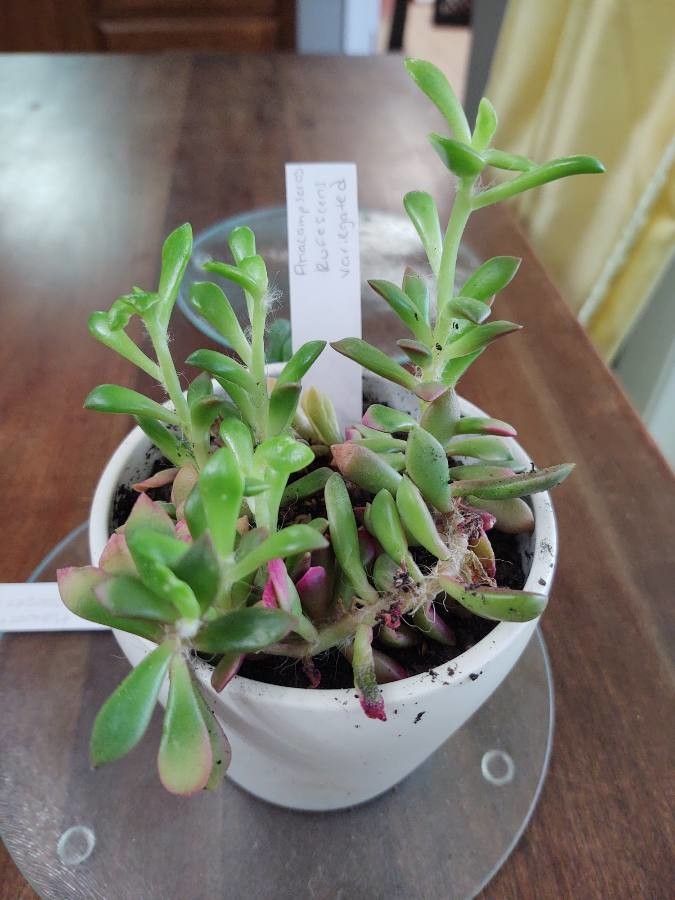 Anacampseros rufescens habit