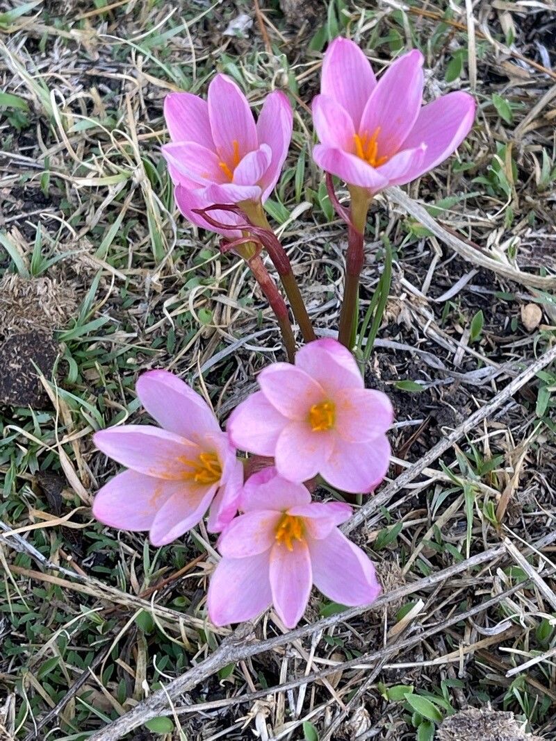 Zephyranthes fosteri flower