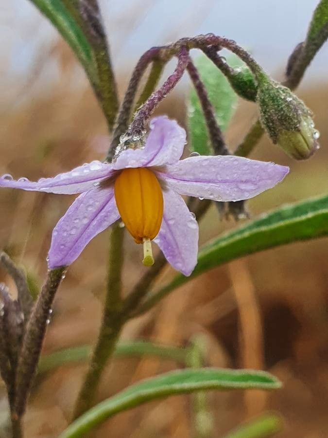 Solanum lanzae flower