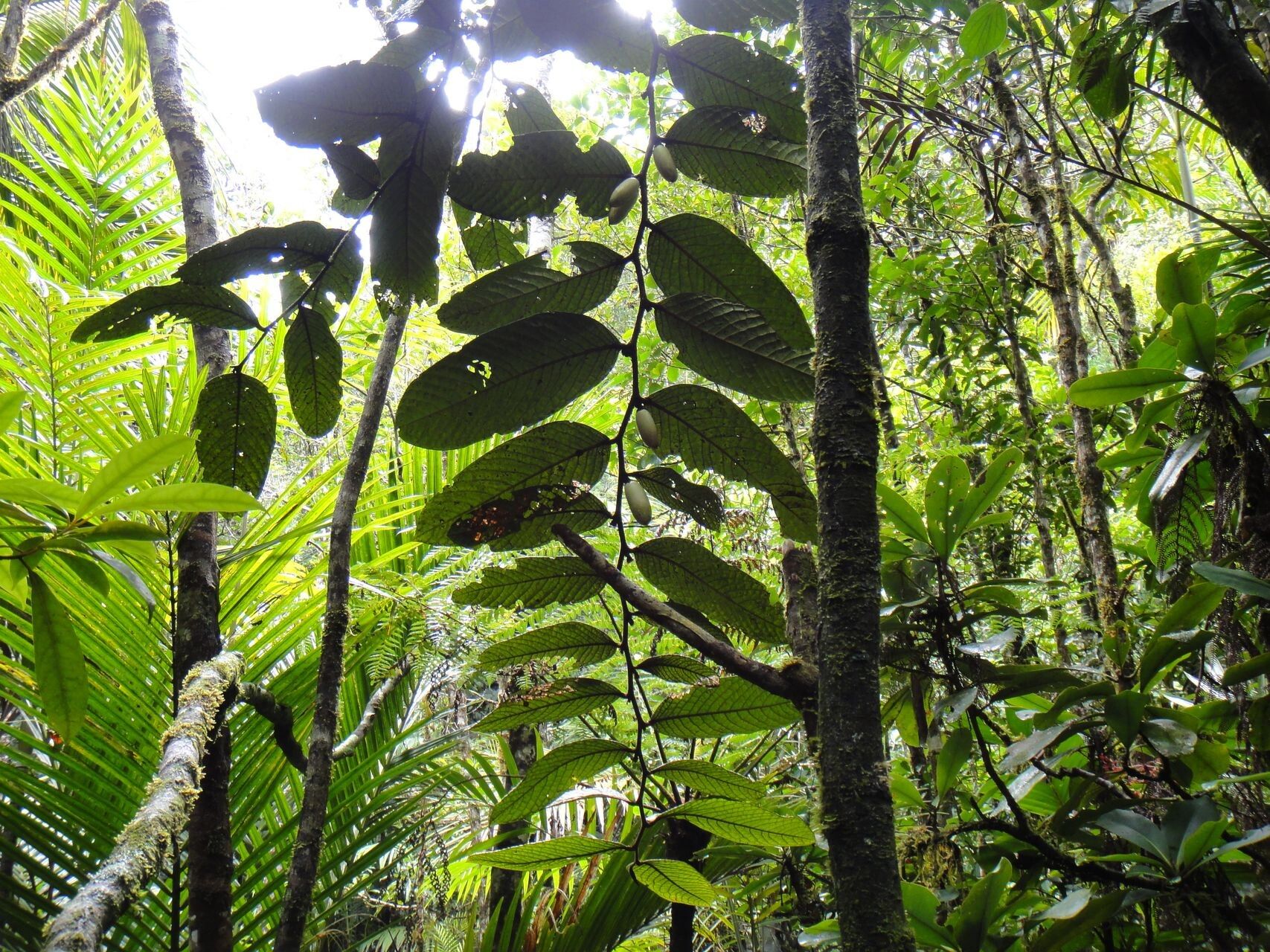 Diospyros brassica habit