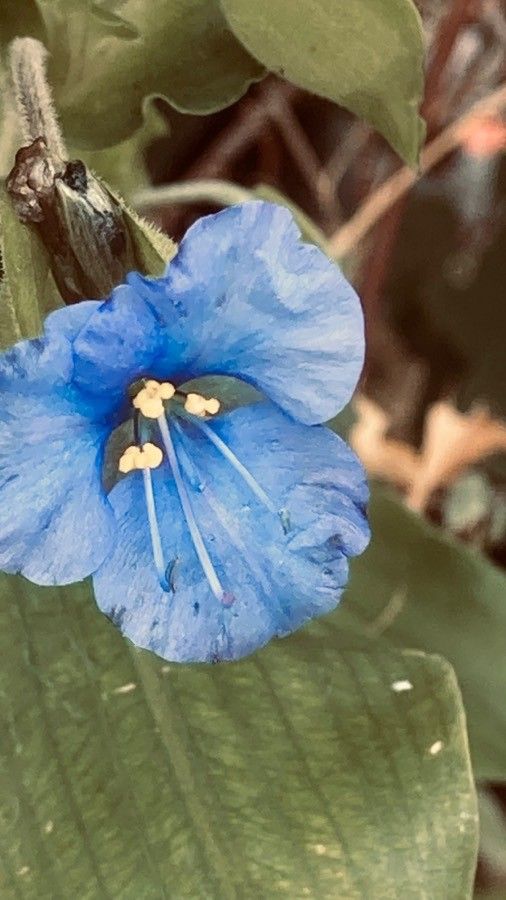 Commelina virginica flower
