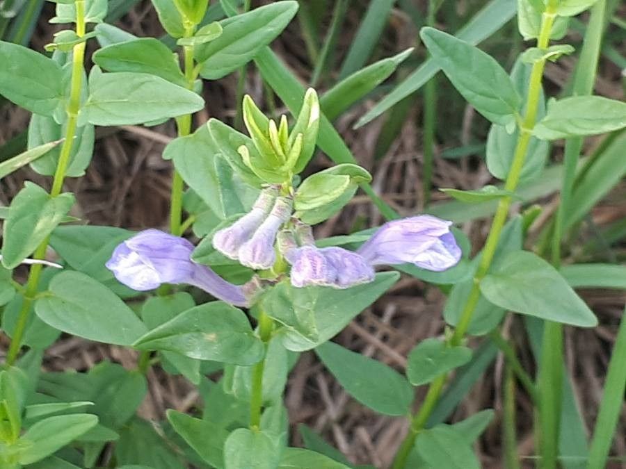 Scutellaria hastifolia flower