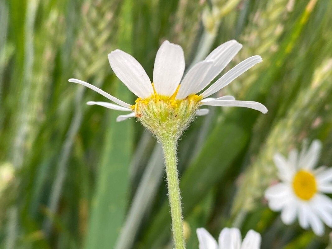 Anthemis austriaca flower