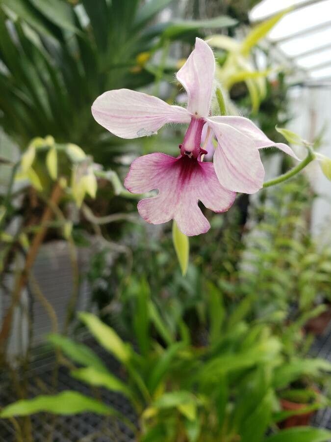 Calanthe vestita flower