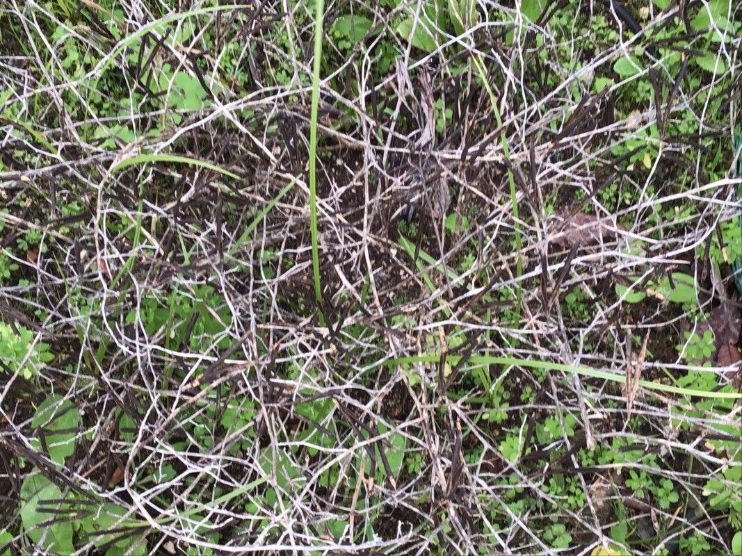 Lotus azoricus fruit