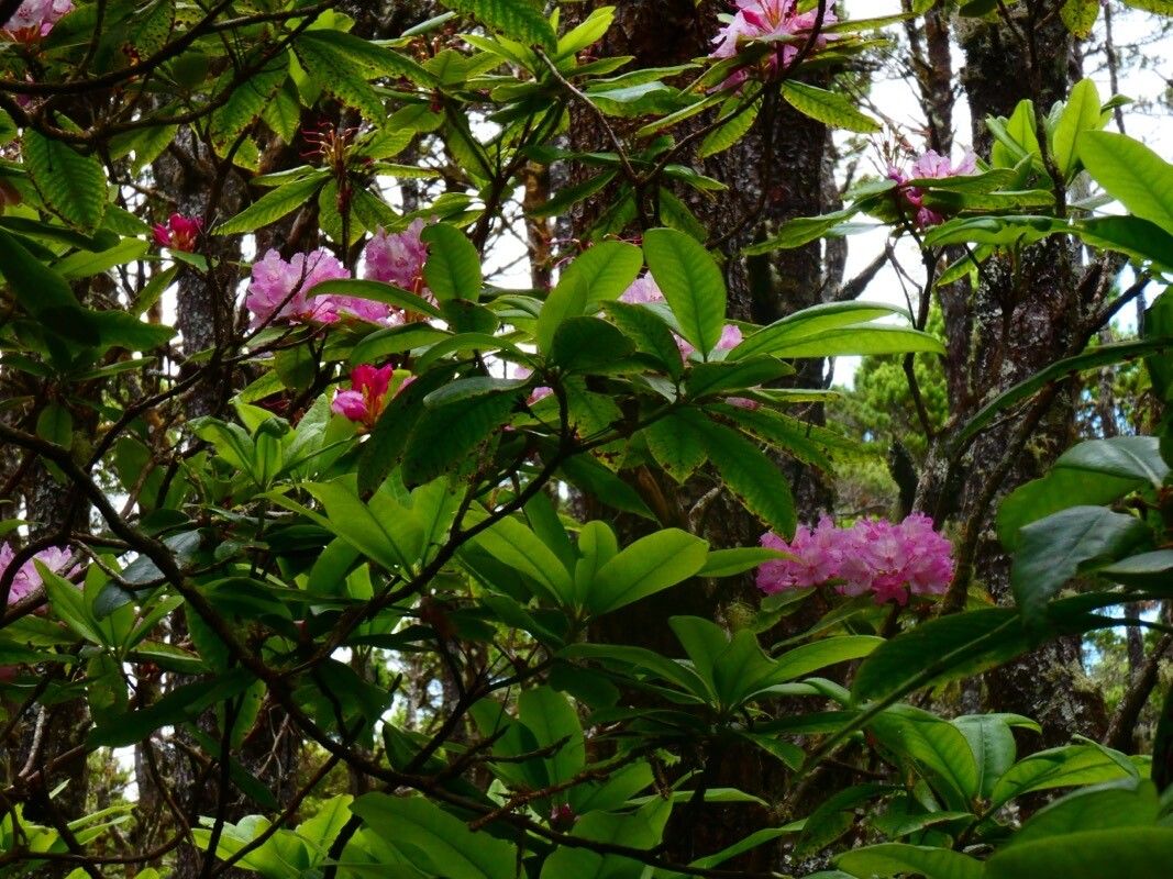 Rhododendron macrophyllum flower