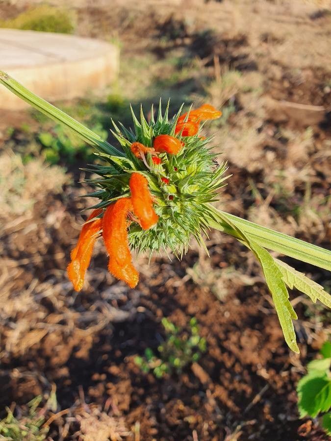 Leonotis nepetifolia flower
