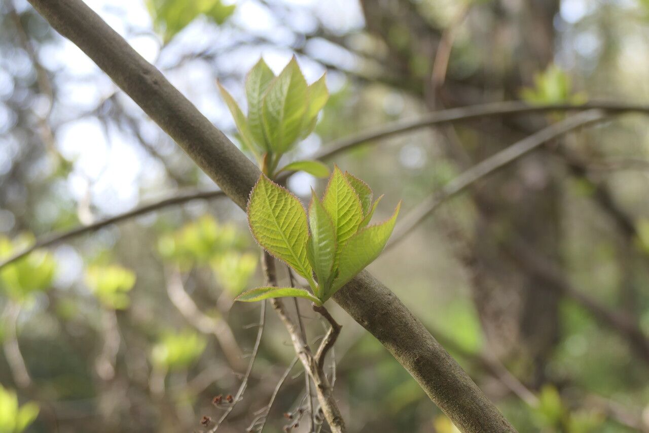 Clethra fargesii — search result for 'Clethra'