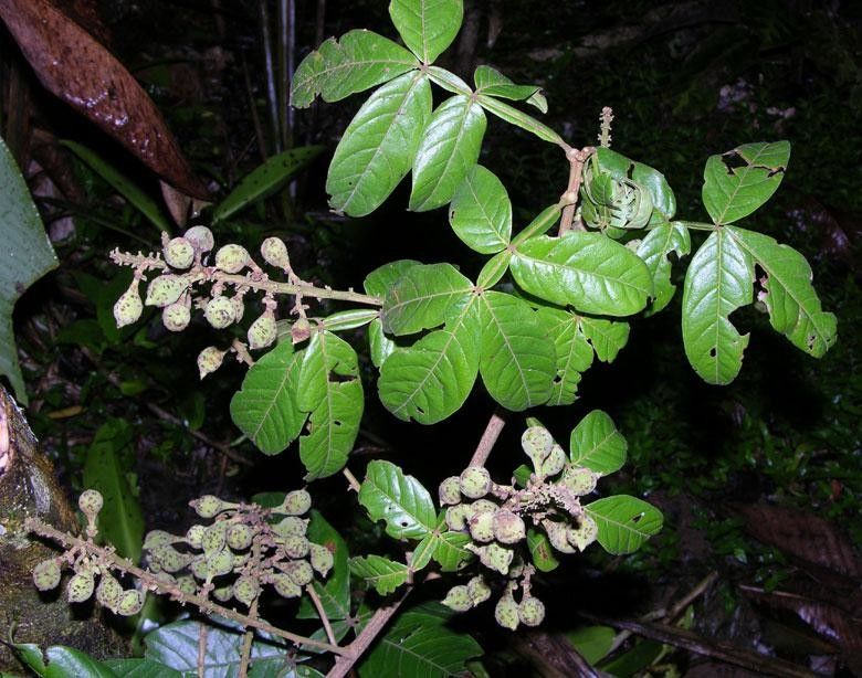 Paullinia clavigera other