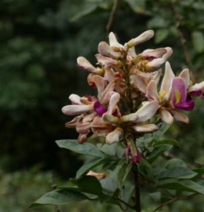 Callerya congestiflora — related species from the same genus