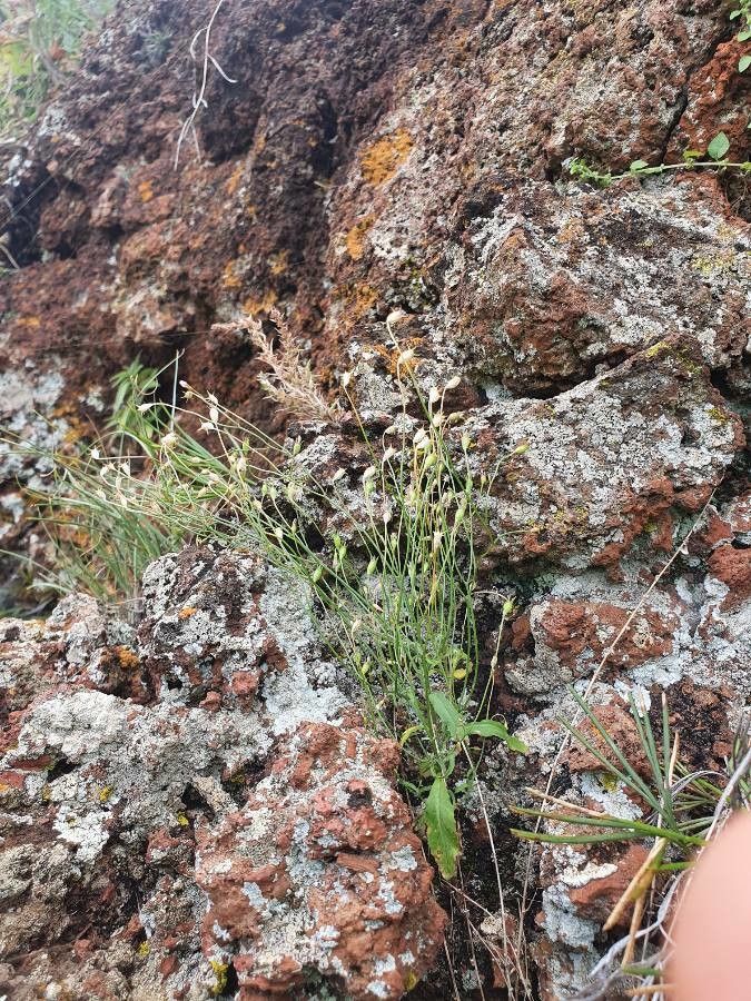 Wahlenbergia lobelioides fruit