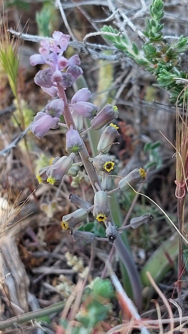 Muscari spreitzenhoferi flower