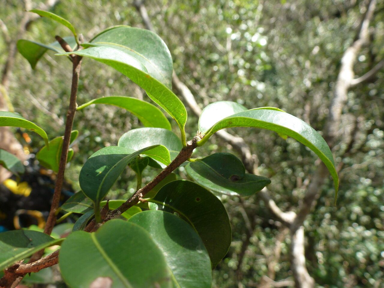Pouteria eugeniifolia — search result for 'Pouteria'