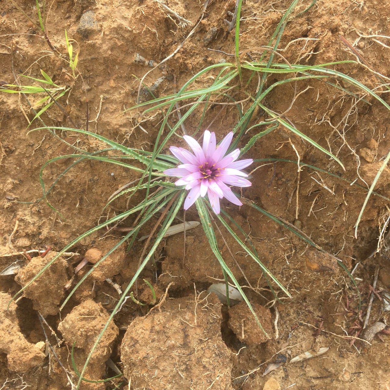 Scorzonera undulata habit
