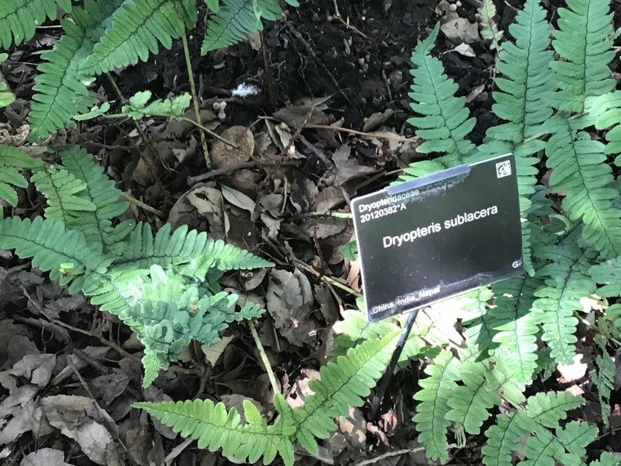Dryopteris sublacera leaf