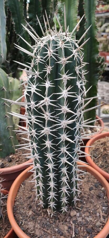 Pachycereus pecten-aboriginum bark