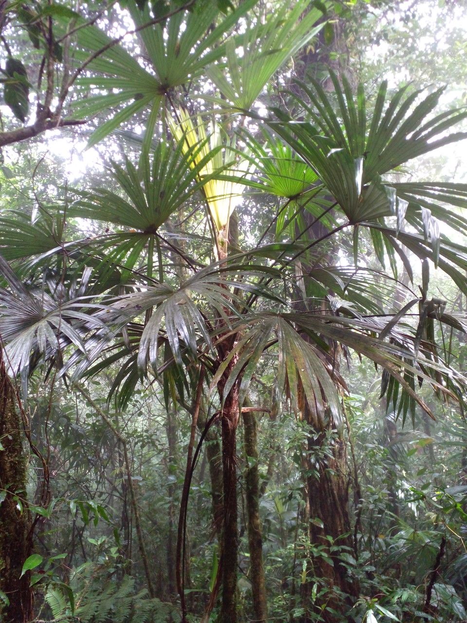 Cryosophila warscewiczii habit