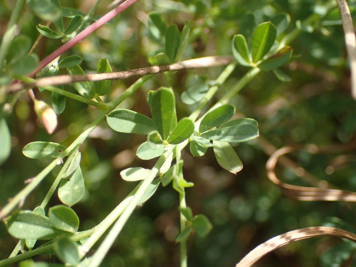 Crotalaria hyssopifolia — search result for 'Crotalaria'