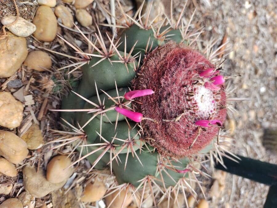 Melocactus levitestatus fruit