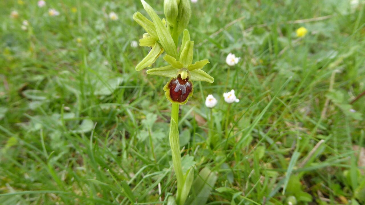 Ophrys araneola bark