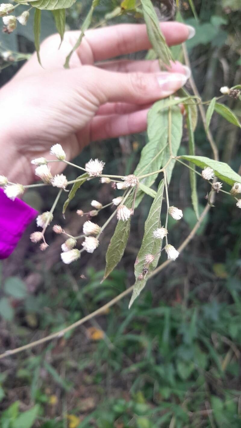 Lepidaploa canescens flower