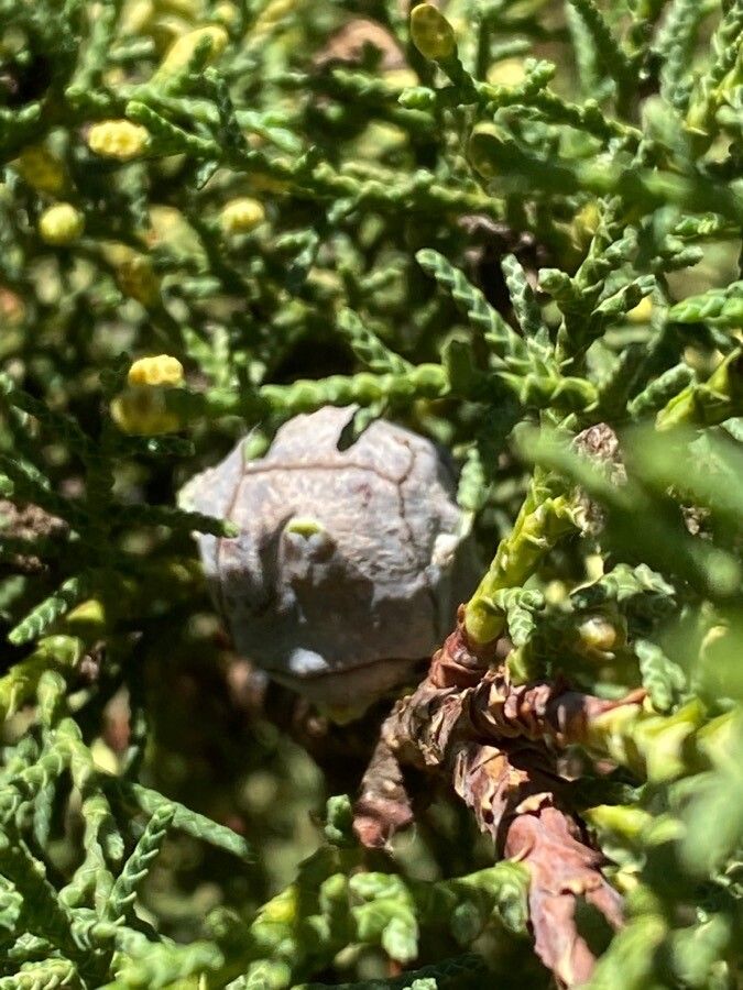Cupressus lusitanica fruit