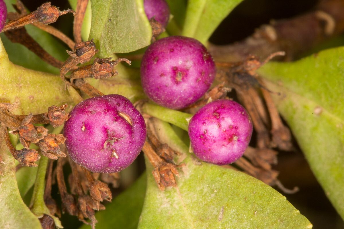 Myoporum laetum fruit