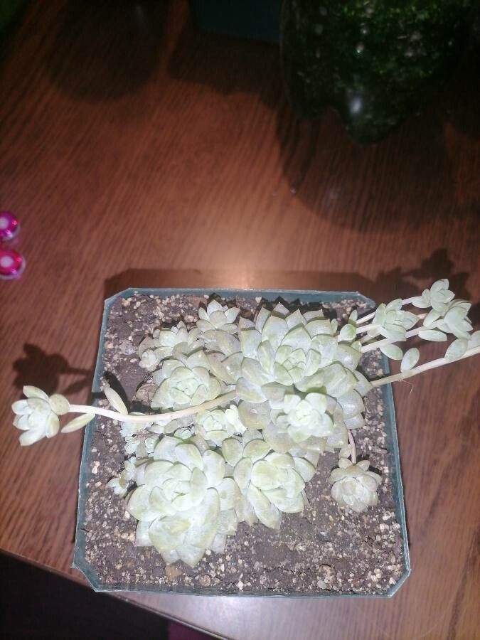 Echeveria prolifica flower