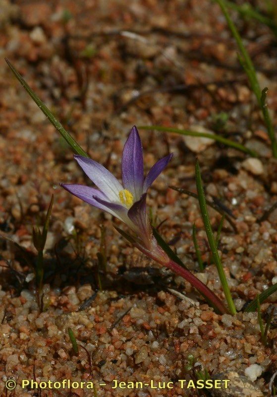 Romulea revelierei habit