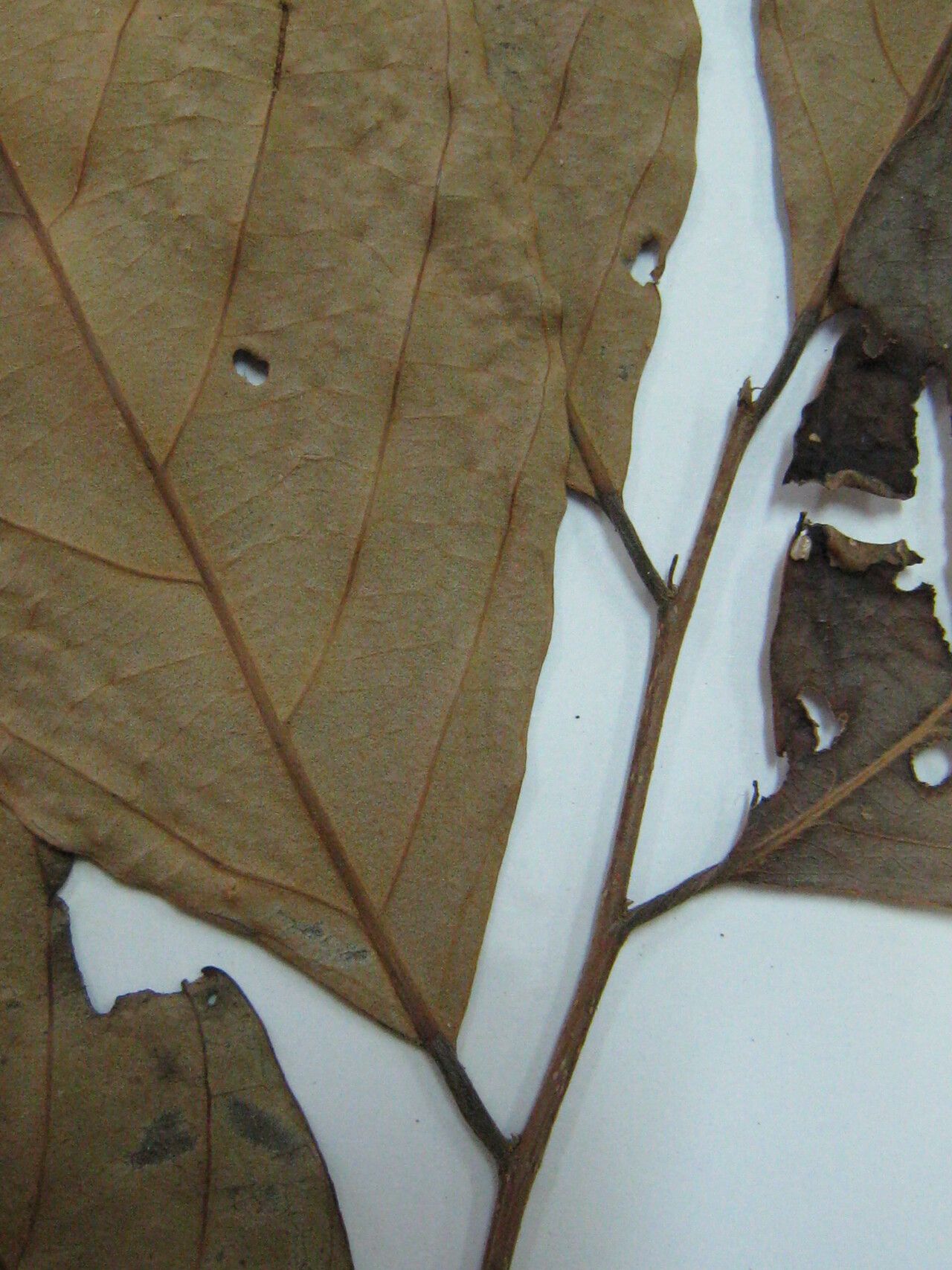 Licania rodriguesii other